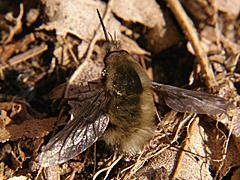 Greater Bee Fly